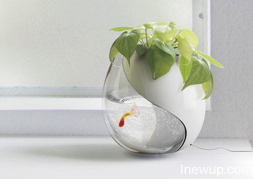 唯美图片：听说金鱼的记忆只有7秒| inewup.com