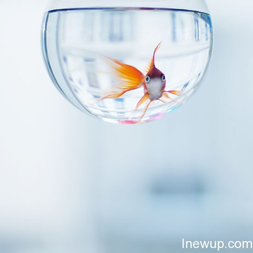 唯美图片：听说金鱼的记忆只有7秒| inewup.com