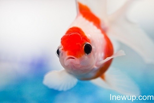 唯美图片：听说金鱼的记忆只有7秒| inewup.com
