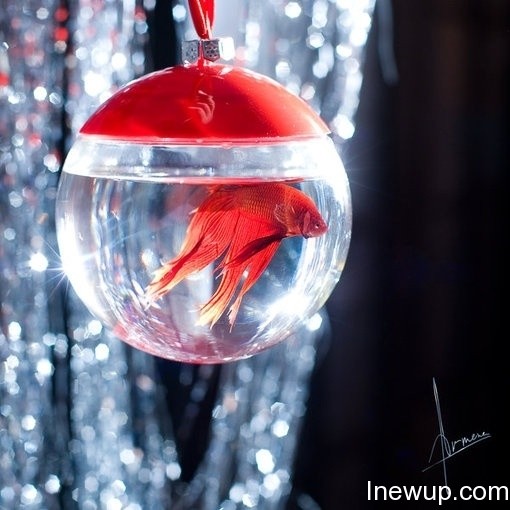 唯美图片：听说金鱼的记忆只有7秒| inewup.com