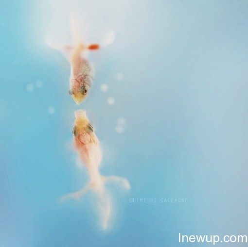 唯美图片：听说金鱼的记忆只有7秒| inewup.com