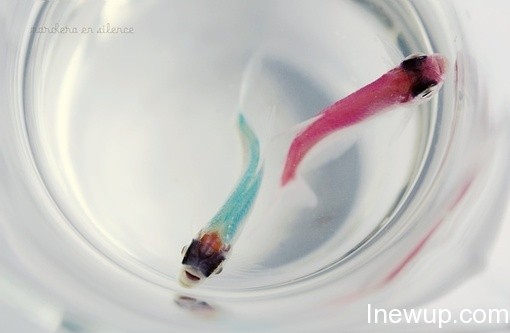 唯美图片：听说金鱼的记忆只有7秒| inewup.com