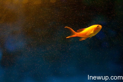 唯美图片：听说金鱼的记忆只有7秒| inewup.com