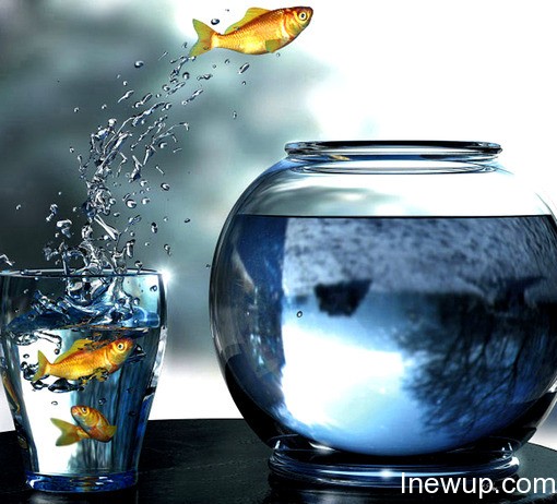 唯美图片：听说金鱼的记忆只有7秒| inewup.com